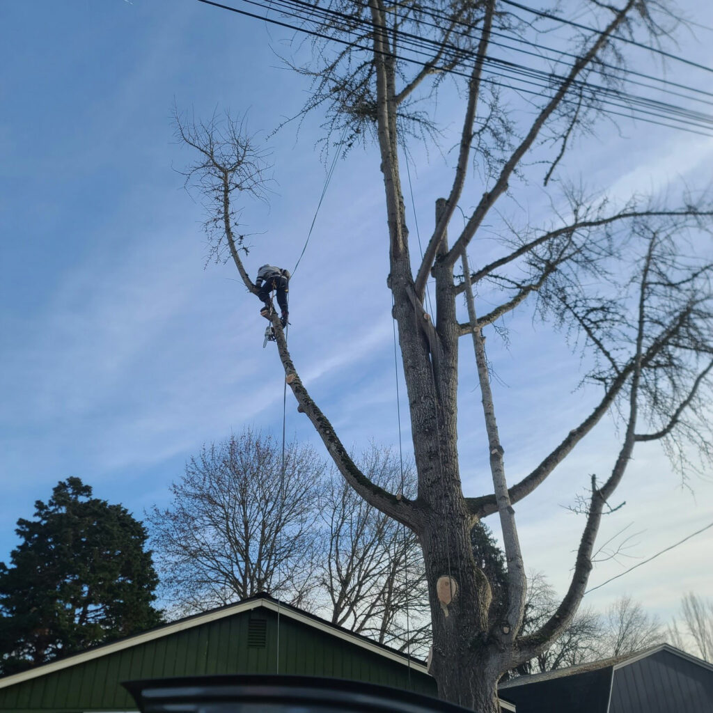 Tree Services