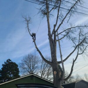 Limback Tree Removals near Residential area