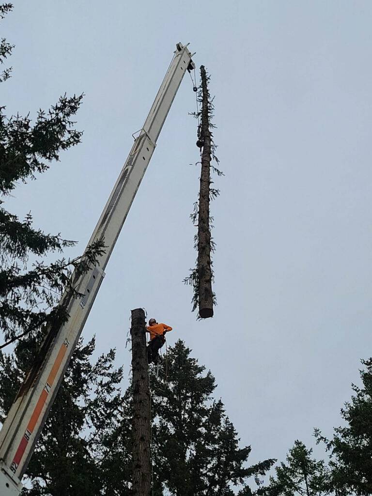 Limback Tree Removal in Commercial Area