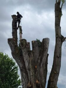 Tree Removals in Commercial Area