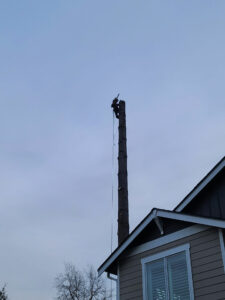 Tree Removal Services