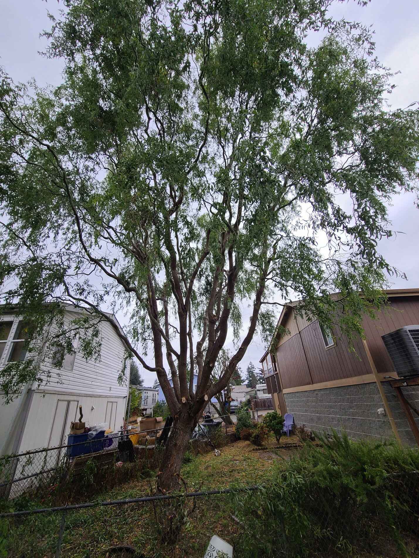 Limback Tree Removal services in Commercial Areas